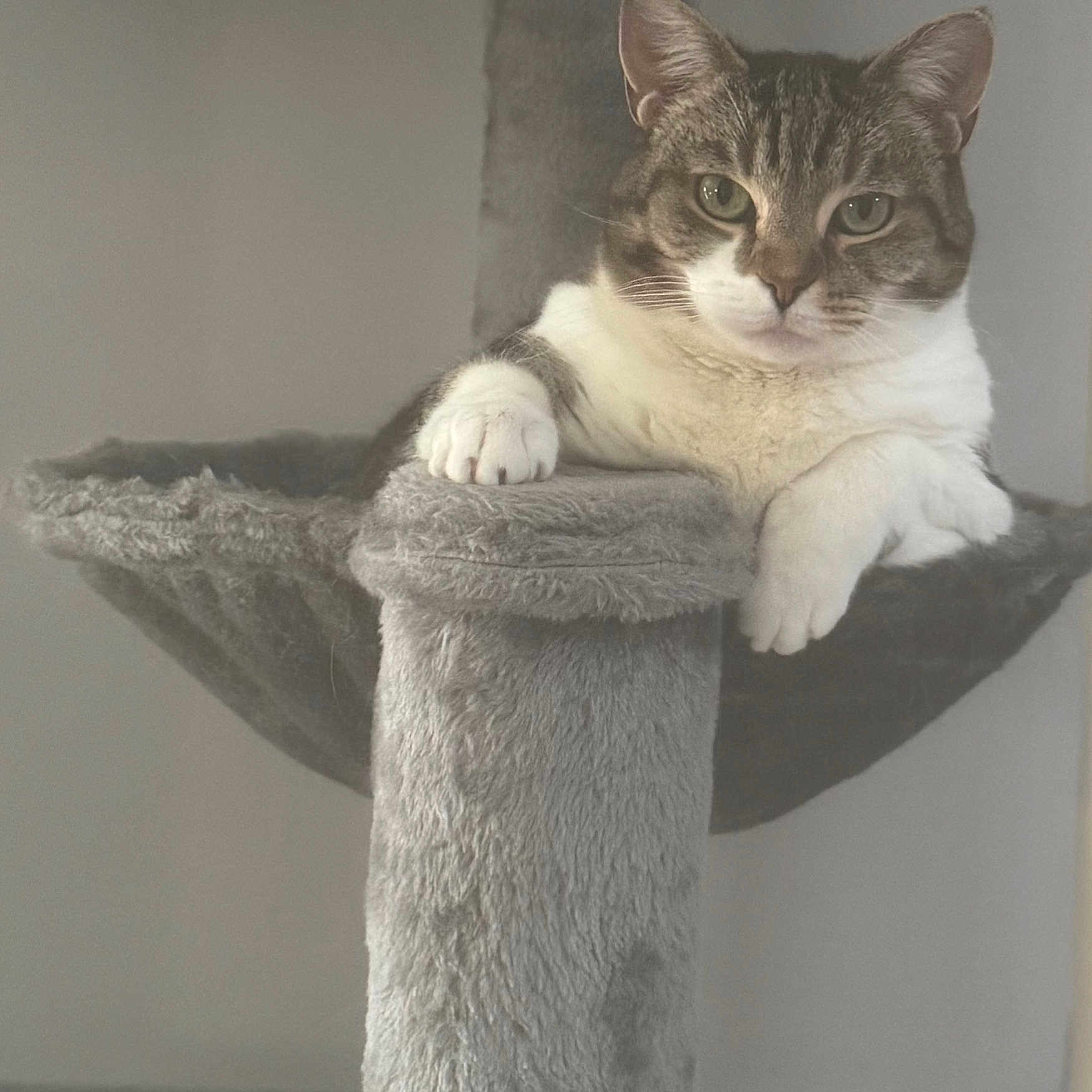 Deedee is registered to the contest to win money with this photo: cat, tabby_cat, cat_tree, feline, pet, animal, fur, whiskers, paws, green_eyes, indoor, relaxed, sitting, gray, soft_texture, portrait, close_up, calm, domestic_cat, furniture
