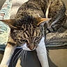 Deedee joined the competition — help win amazing prizes! cat, tabby, white_paws, stretching, curious, indoor, blanket, couch, furniture, pet, animal, whiskers, ears, fur, relaxed, close_up, domestic_cat, mammal, home, soft