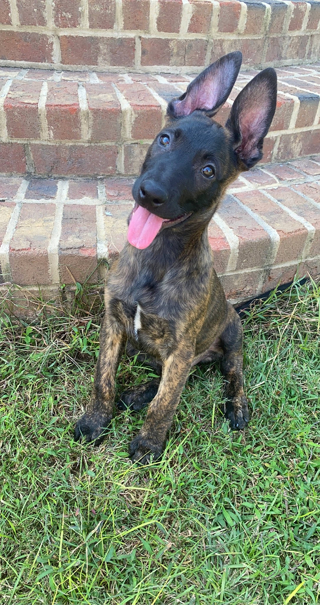 Waylon is registered to the contest to win money with this photo: canidae, carnivore, dog, dog_breed, dutch_shepherd_dog, mammal, mexican_hairless_dog, non_sporting_group, rare_breed_dog, snout, treeing_tennessee_brindle, vertebrate