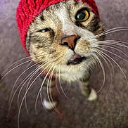 Ottis is registered to the contest to win money with this photo: cat, tabby, red_hat, knitted_hat, close_up, winking, whiskers, curious, playful, pet, feline, indoor, carpet, muzzle, face, animal, cute, domestic_cat, portrait, standing