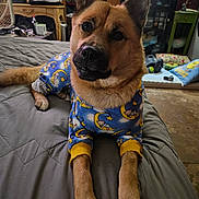 Bella-Bean joined the competition — help win amazing prizes! dog, pet, pajamas, bed, bedroom, indoor, portrait, close_up, brown_fur, pointed_ears, black_muzzle, lying_down, front_legs, sleepwear, blue_clothing, moon_pattern, star_pattern, home, furniture, cute