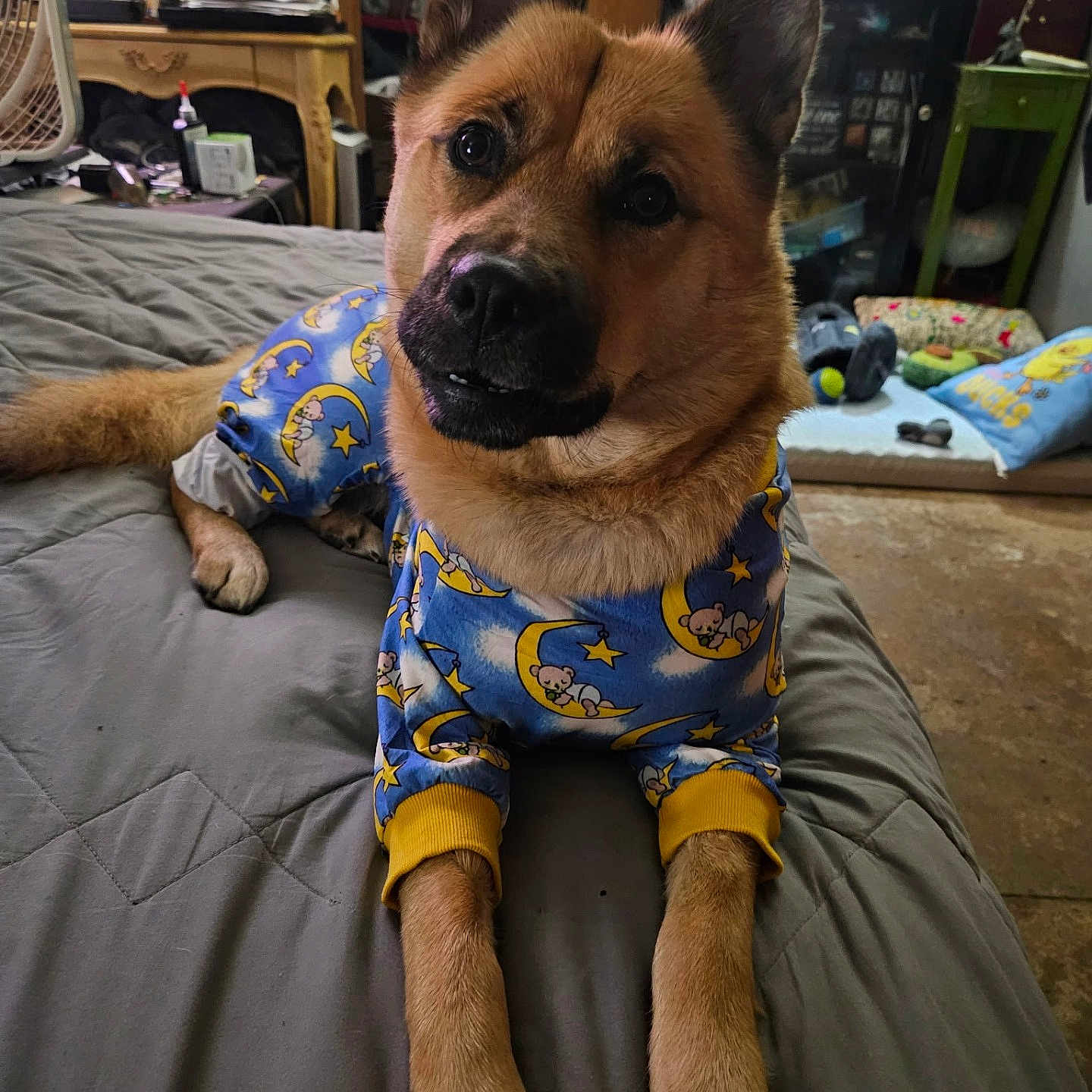 Bella-Bean joined the competition — help win amazing prizes! dog, pet, pajamas, bed, bedroom, indoor, portrait, close_up, brown_fur, pointed_ears, black_muzzle, lying_down, front_legs, sleepwear, blue_clothing, moon_pattern, star_pattern, home, furniture, cute