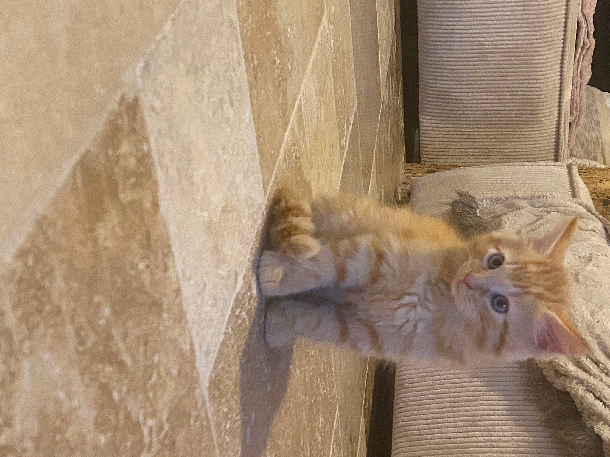 Angel a rejoint le concours — aidez-le/la à gagner de superbes lots ! animal_shelter, big_cats, cage, carnivore, concrete, domestic_short_haired_cat, facade, felidae, fur, rodent, small_to_medium_sized_cats, tail, terrestrial_animal, whiskers, wildlife, window, wood, zoo