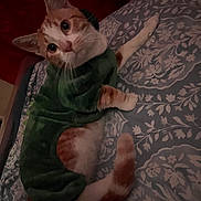 Santi joined the competition — help win amazing prizes! animal, bed, bedspread, cat, costume, curious, cute, domestic_animal, ears, feline, green_costume, indoor, looking_up, lying_down, orange_cat, patterned_bedspread, pet, tail, whiskers, white_cat