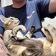 Cooper is registered to the contest to win money with this photo: cat, kitten, pet, person, arm, tattoo, tshirt, lap, paws, indoor, whiskers, fur, eyes, looking_up, cozy, sitting, portrait, close_up, home, relaxed