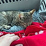 Eva is registered to the contest to win money with this photo: cat, tabby_cat, sleeping, blanket, red_blanket, gray_blanket, pet_carrier, paw, whiskers, ear, human_hand, cozy, indoor, bedding, close_up, nap, domestic_animal, soft_texture, resting, pet