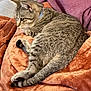 Eva joined the competition — help win amazing prizes! cat, tabby_cat, blanket, sofa, person_partial, sweater, cozy, indoor, collar, paw, tail, resting, pet, furniture, cushion, home, relaxed, closeup, striped_fur, lounging