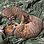 cat, tabby, pair_of_cats, sleeping, curled_up, bed, green_bedding, blanket, floral_pattern, indoor, pet, collar, fur, cozy, nap_time, close_up, domestic_animal, stripes, resting, companion