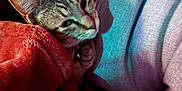 Eva is registered to the contest to win money with this photo: cat, tabby, feline, pet, blanket, cozy, indoor, pillow, sofa, fur, ears, whiskers, collar, bell, closeup, portrait, relaxed, colorful_lighting, textile, nap