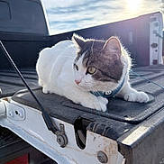 Clover joined the competition — help win amazing prizes! cat, feline, pet, pickup_truck, tailgate, outdoor, sunlight, sky, collar, harness, whiskers, fur, paw, close_up, portrait, metal, latch, shadow, vehicle, relaxing