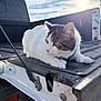 cat, feline, pet, pickup_truck, tailgate, outdoor, sunlight, sky, collar, harness, whiskers, fur, paw, close_up, portrait, metal, latch, shadow, vehicle, relaxing