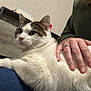 cat, pet, animal, white_fur, tabby, indoor, human_hand, engagement_ring, lap, denim, whiskers, ears, eyes, nose, fur_texture, cozy, wall, furniture, portrait, relaxing