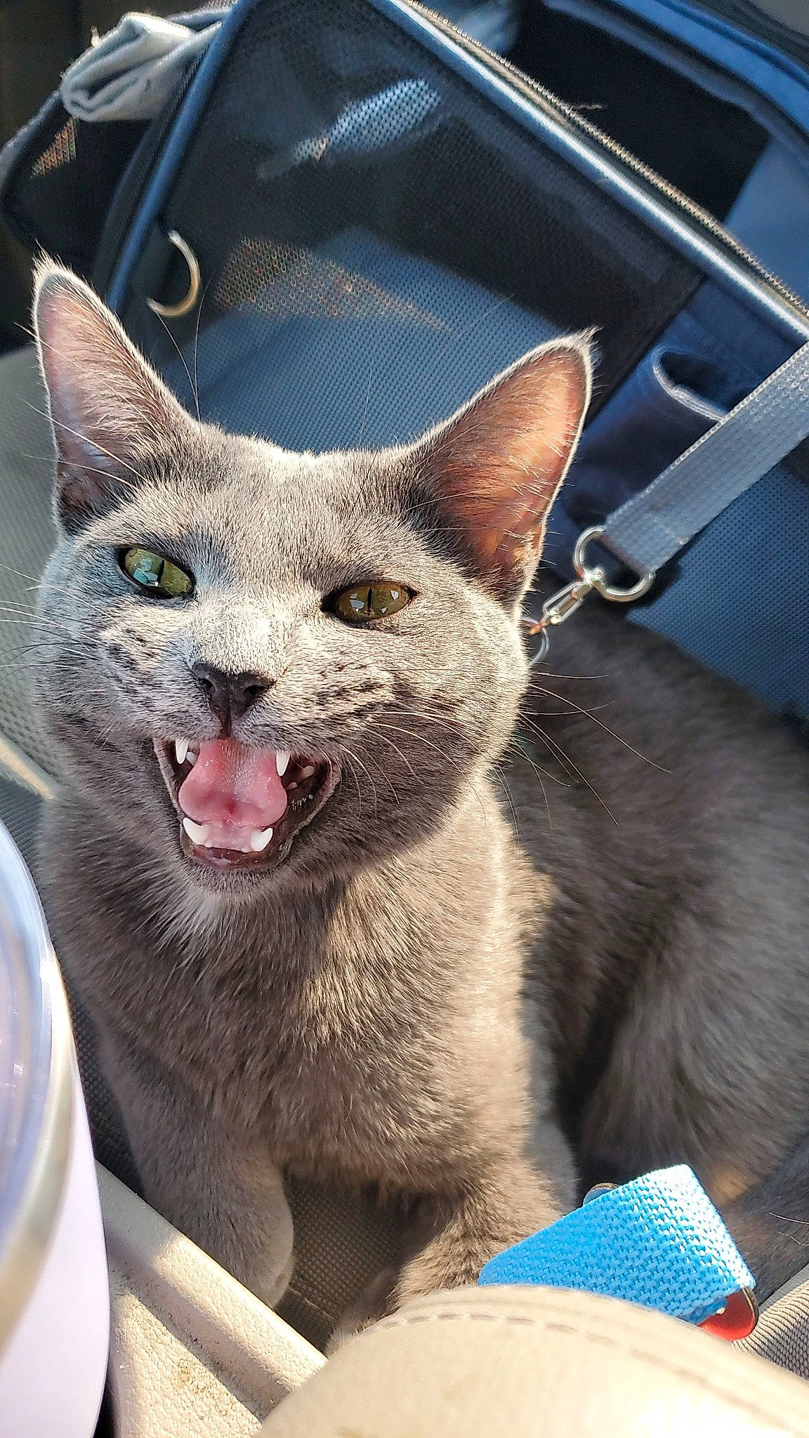 Hopper is registered to the contest to win money with this photo: blue, carnivore, cat, domestic_short_haired_cat, drinking_water, fang, felidae, fur, grey, mineral_water, russian_blue, small_to_medium_sized_cats, snout, tableware, terrestrial_animal, whiskers, window, yawn