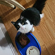 Monster is registered to the contest to win money with this photo: cat, black_and_white, pet, indoor, food_bowl, dry_food, wet_food, tray, wooden_floor, curious, feline, animal, domestic, fur, whiskers, ears, tail, eye_contact, looking_up, chair_leg