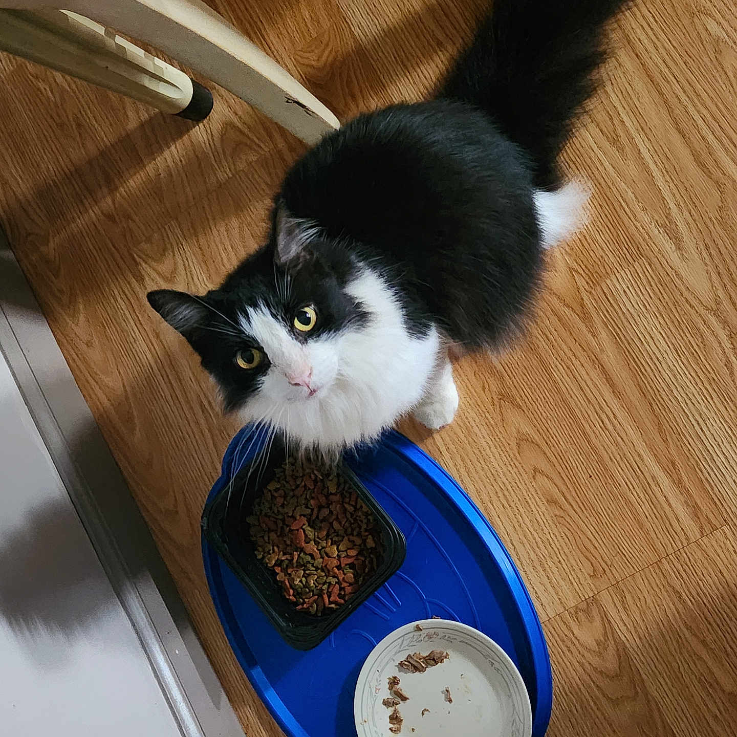 Monster is registered to the contest to win money with this photo: animal, black_and_white, cat, chair_leg, curious, domestic, dry_food, ears, eye_contact, feline, food_bowl, fur, indoor, looking_up, pet, tail, tray, wet_food, whiskers, wooden_floor