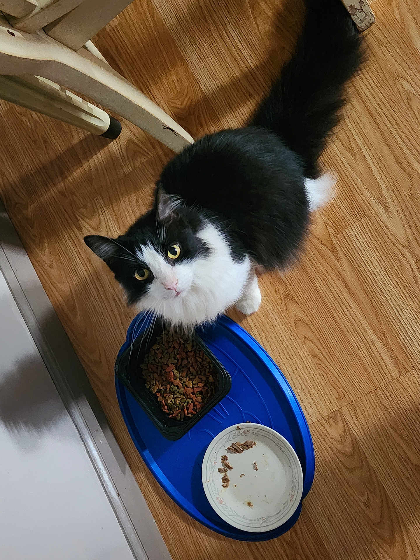 Monster is registered to the contest to win money with this photo: cat, black_and_white, pet, indoor, food_bowl, dry_food, wet_food, tray, wooden_floor, curious, feline, animal, domestic, fur, whiskers, ears, tail, eye_contact, looking_up, chair_leg