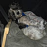 Riggs joined the competition — help win amazing prizes! animal, black_and_white_fur, blanket, canine, car_interior, comfort, cozy, curious, cute, dog, fur, head_tilt, indoor, pet, relaxed, resting, seat, seatbelt, small_dog, wooden_frame