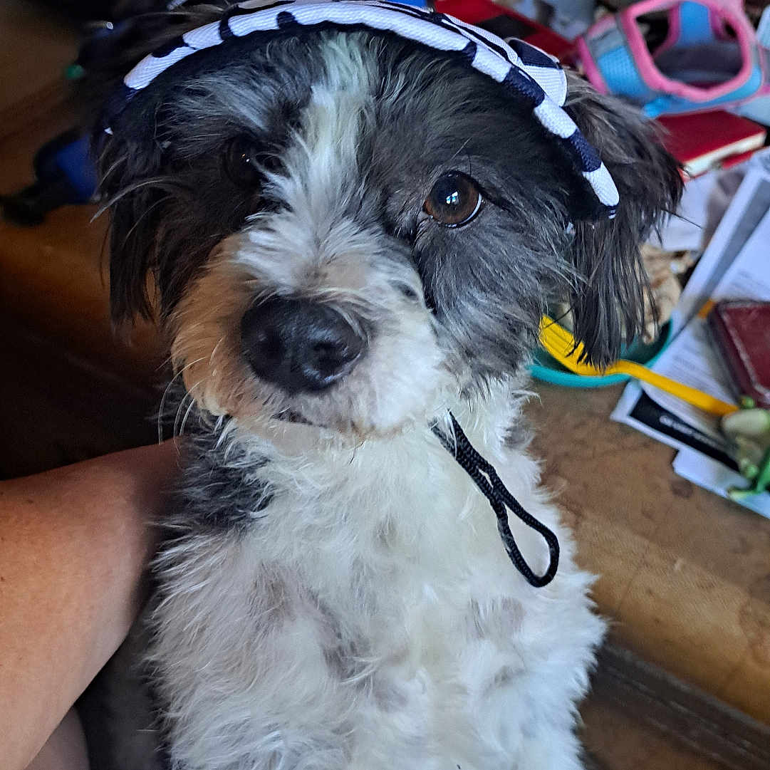 Riggs joined the competition — help win amazing prizes! animal, black_and_white, canine, close_up, companion, curious, cute, dog, domestic_animal, fluffy, furry, hat, headwear, household, indoor, looking, messy_background, pet, portrait, seated