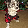Riggs is registered to the contest to win money with this photo: animal, attentive, carpet, christmas_tree, cozy, cute, decorations, dog, festive, fur, holiday, indoor, lights, ornaments, pet, plaid_sweater, red_and_black, sitting, small_dog, winter_clothing