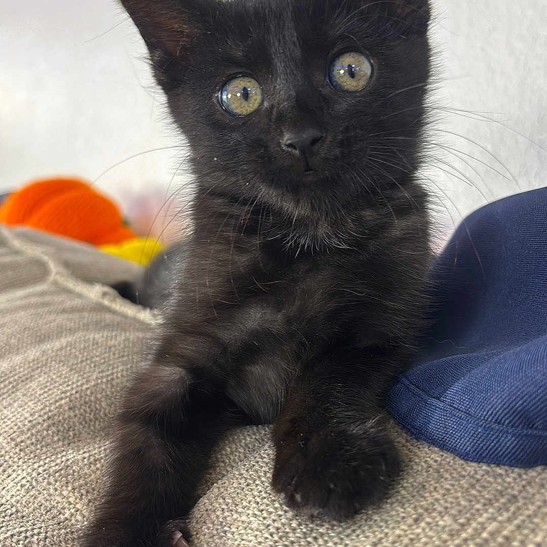 Millie joined the competition — help win amazing prizes! animal, background_blur, black_kitten, cat, closeup, couch, curious, cute, eyes, feline, fur, greenery, home, indoor, kitten, paw, pet, relaxed, texture, whiskers