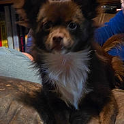 Chase joined the competition — help win amazing prizes! dog, small_dog, fluffy, brown_fur, white_chest, indoor, couch, leather, bookshelf, books, blurred_background, pet, animal, cute, curious, sitting, furniture, human_arm, casual, relaxed