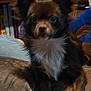 dog, small_dog, fluffy, brown_fur, white_chest, indoor, couch, leather, bookshelf, books, blurred_background, pet, animal, cute, curious, sitting, furniture, human_arm, casual, relaxed