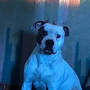 Kilo is registered to the contest to win money with this photo: animal, blue_light, calm, canine, colorful_lighting, companion, dog, house, indoor, light, moody, orange_shadow, patch, pet, portrait, serious_expression, shadow, sitting, wall, white_dog