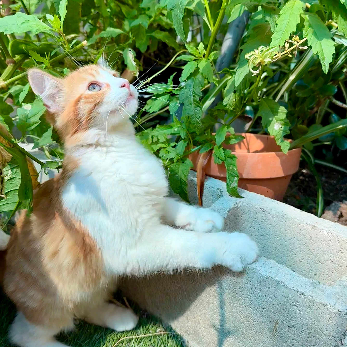Ace joined the competition — help win amazing prizes! animal, cat, closeup, concrete_block, curious, feline, garden, grass, greenery, kitten, nature, orange_cat, outdoor, paws, pet, plants, sunlight, whiskers, white_cat, young_cat