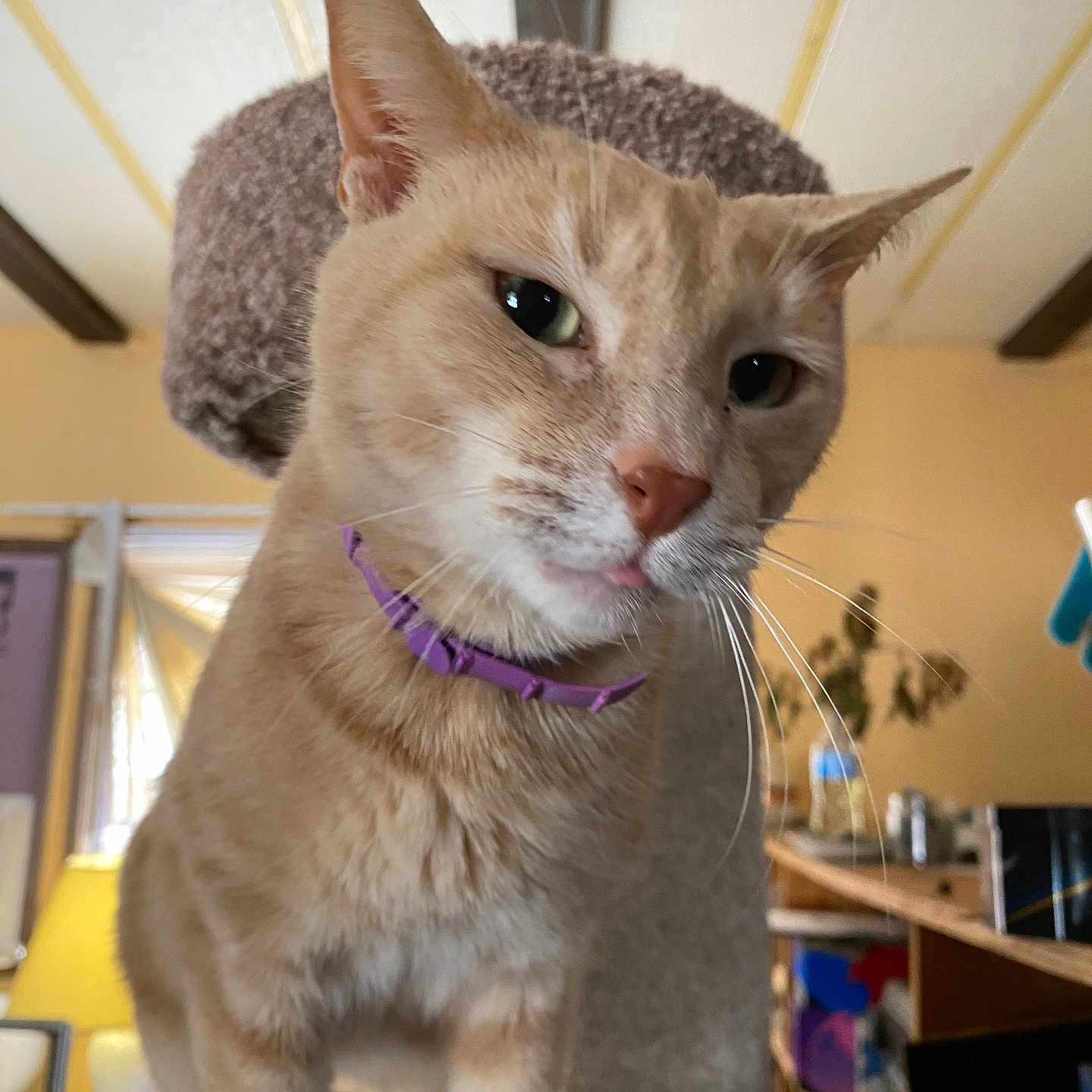Norman joined the competition — help win amazing prizes! abyssinian, accessories, animal, architecture, building, cat, clothing, cushion, furniture, hat, homedecor, indoors, interiordesign, kitten, pet, plywood, shelf, siamese, strap, wood
