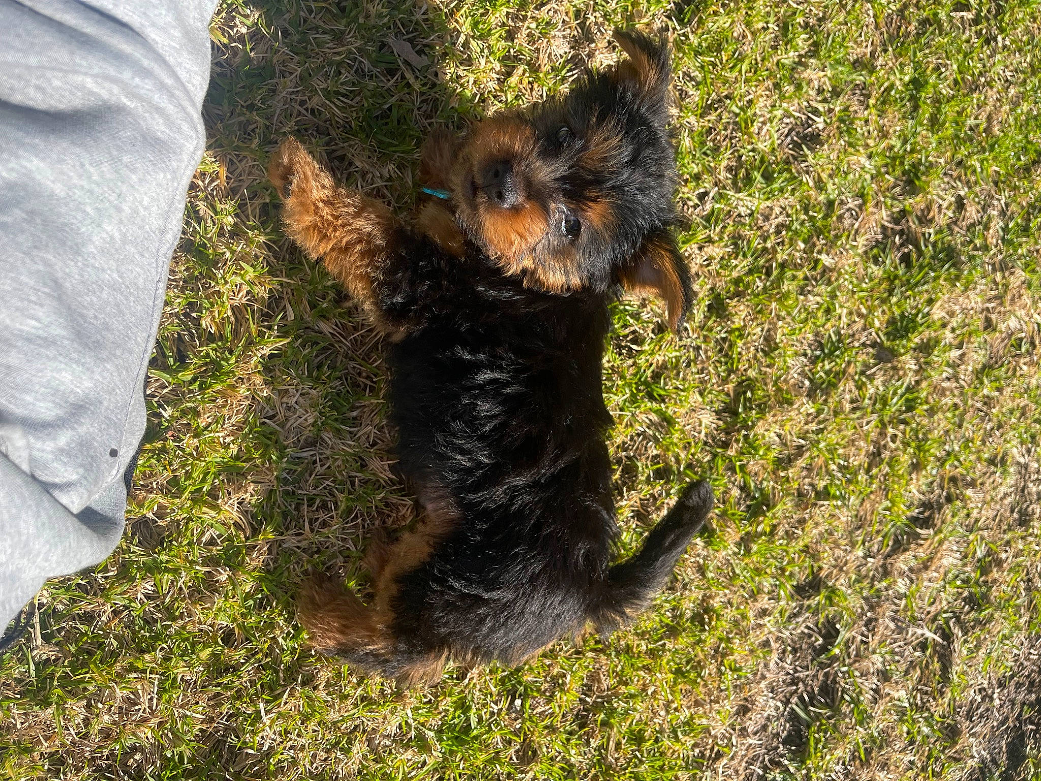 Rusty joined the competition — help win amazing prizes! carnivore, companion_dog, dog, dog_breed, fawn, fur, grass, groundcover, puppy, small_terrier, soil, sporting_group, tail, terrestrial_animal, terrier, toy_dog, water_dog, welsh_terrier, working_dog, yorkipoo