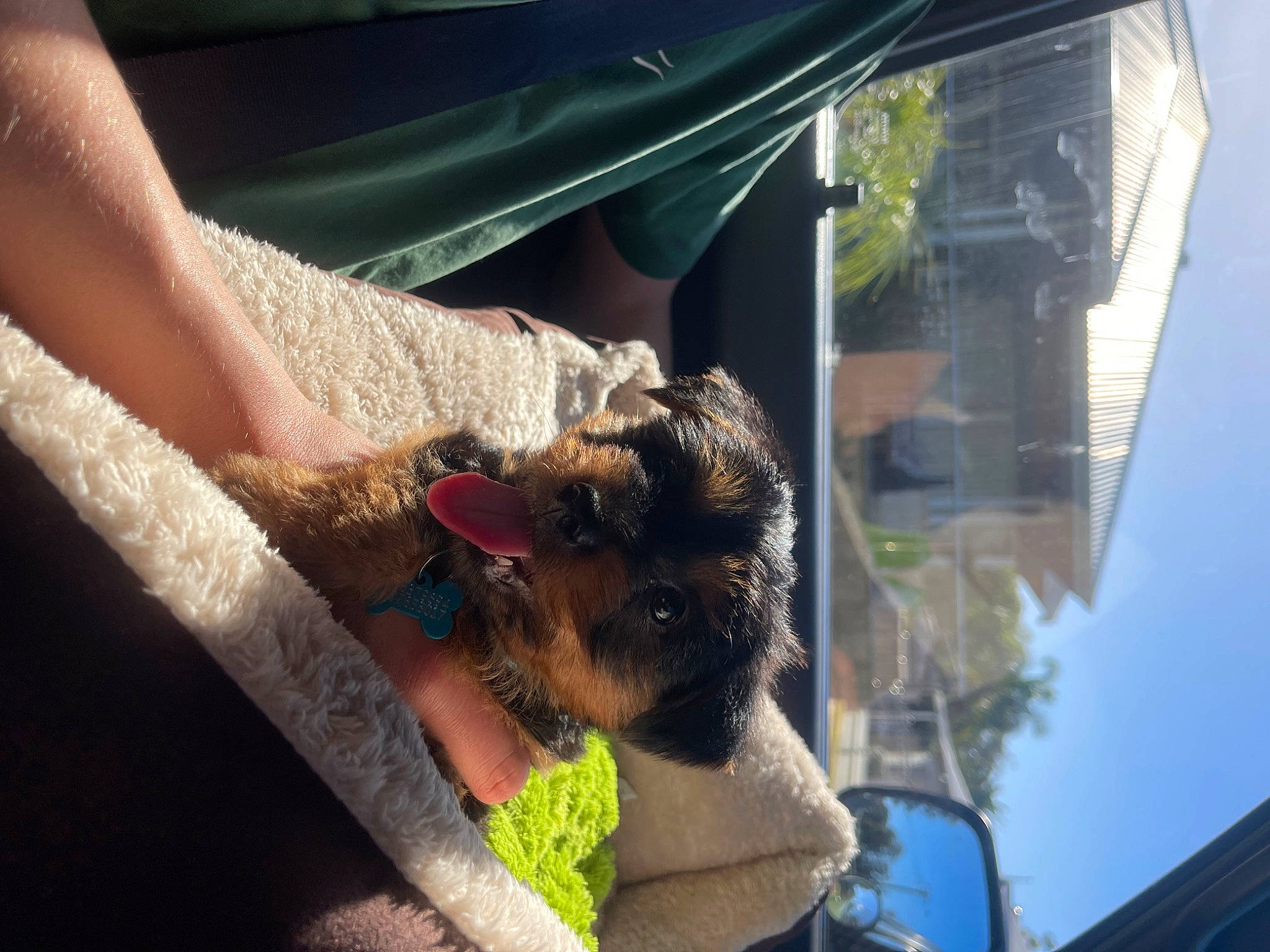 Rusty is registered to the contest to win money with this photo: beard, building, canidae, carnivore, companion_dog, dog, dog_breed, elbow, fawn, felidae, foot, fur, gesture, human_leg, sky, sporting_group, tree, wildlife, window