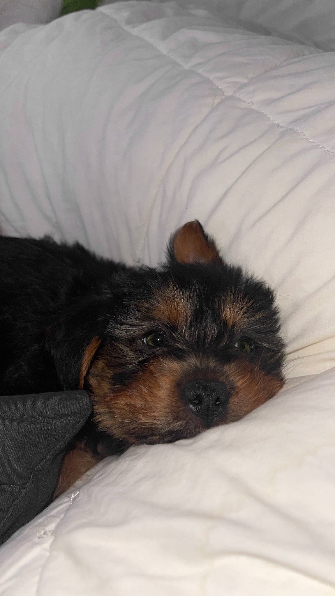 Rusty is registered to the contest to win money with this photo: bed, canidae, carnivore, comfort, companion_dog, dog, dog_breed, fawn, fur, nap, paw, puppy_love, small_terrier, snout, sporting_group, terrestrial_animal, terrier, toy_dog, whiskers, working_animal