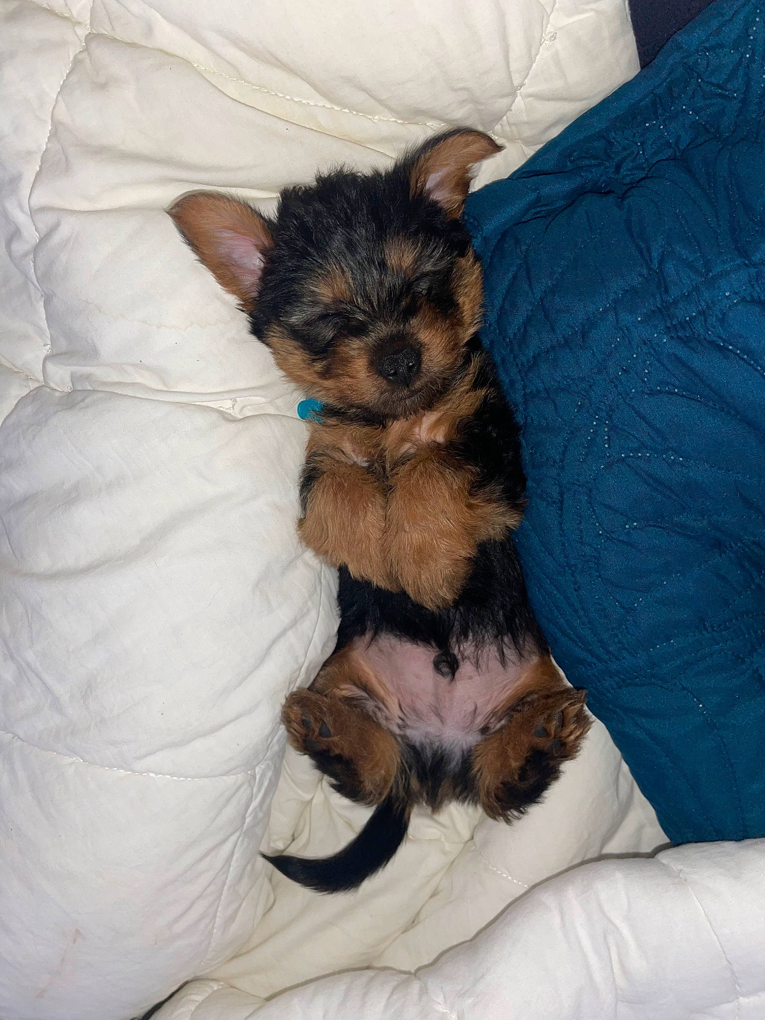 Rusty joined the competition — help win amazing prizes! canidae, carnivore, claw, comfort, companion_dog, dog, dog_breed, fawn, felidae, fur, hat, paw, small_terrier, small_to_medium_sized_cats, snout, sporting_group, tail, terrier, toy_dog, whiskers