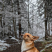 Maya a rejoint le concours — aidez-le/la à gagner de superbes lots ! dog, forest, snow, winter, trees, path, nature, outdoor, animal, canine, brown_fur, collar, quiet, woodland, seasonal, cold, scenery, background, looking_up, pet