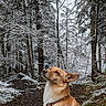 dog, forest, snow, winter, trees, path, nature, outdoor, animal, canine, brown_fur, collar, quiet, woodland, seasonal, cold, scenery, background, looking_up, pet