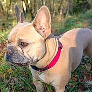 Hurka a rejoint le concours — aidez-le/la à gagner de superbes lots ! dog, french_bulldog, canine, pet, outdoor, forest, grass, leaves, collar, animal, brown, nature, sunlight, daylight, alert, ears, standing, mammal, closeup, portrait