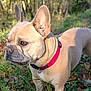 dog, french_bulldog, canine, pet, outdoor, forest, grass, leaves, collar, animal, brown, nature, sunlight, daylight, alert, ears, standing, mammal, closeup, portrait