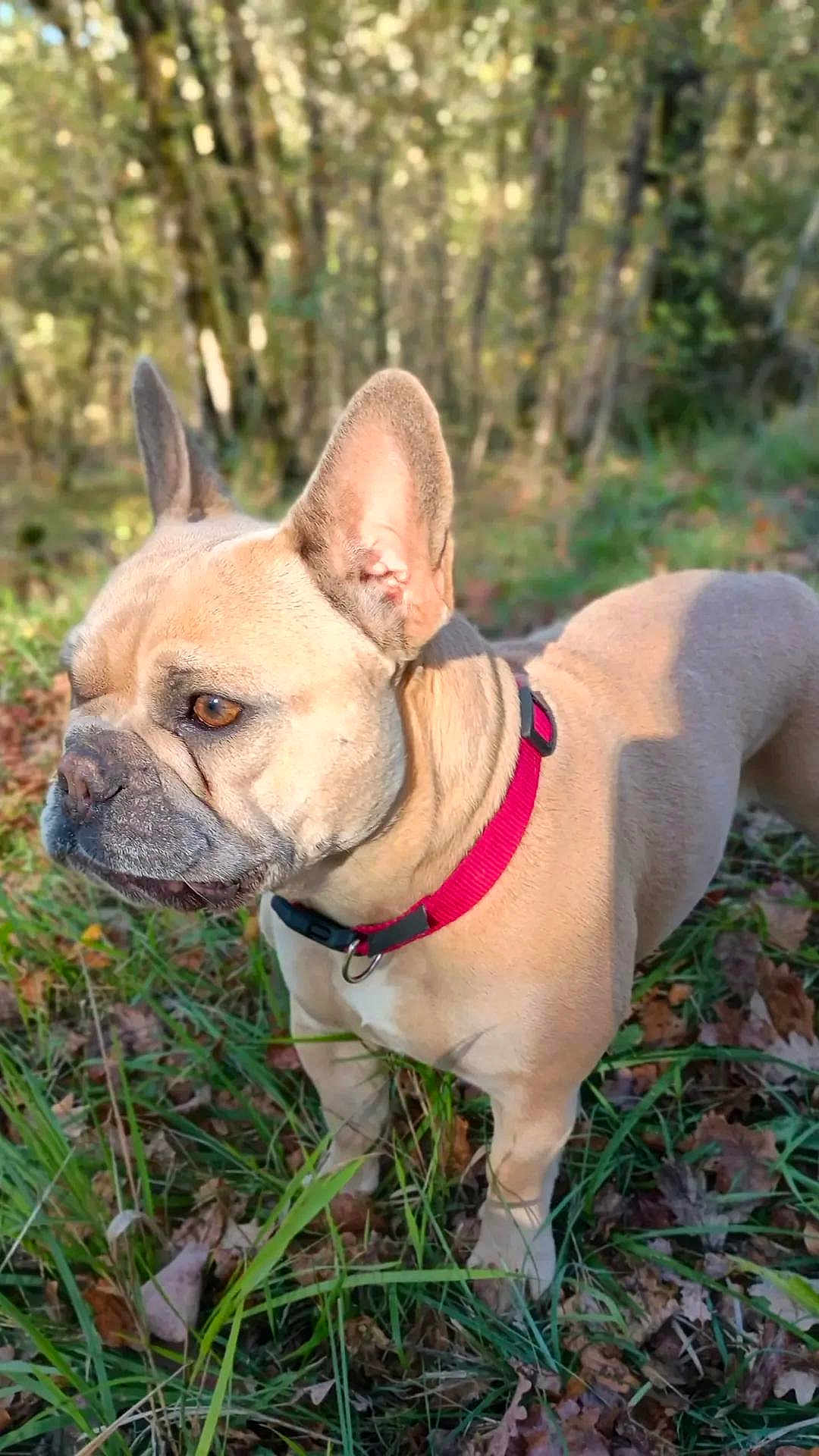 Hurka a rejoint le concours — aidez-le/la à gagner de superbes lots ! dog, french_bulldog, canine, pet, outdoor, forest, grass, leaves, collar, animal, brown, nature, sunlight, daylight, alert, ears, standing, mammal, closeup, portrait