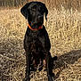 dog, black_dog, outdoor, field, grass, dry_grass, trees, nature, animal, pet, collar, sunlight, daytime, sitting, canine, watchful, alert, brown_eyes, forest_edge, winter