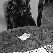 Remi is registered to the contest to win money with this photo: dog, black_dog, playing_cards, table, chair, indoor, wooden_table, poker, cards, pet, collar, animal, game, serious, sitting, floor, wall, doorway, plaid_jacket, quiet