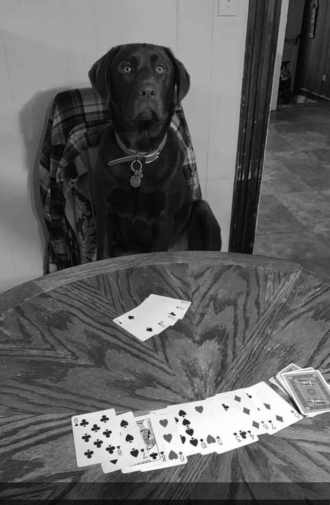 Remi is registered to the contest to win money with this photo: dog, black_dog, playing_cards, table, chair, indoor, wooden_table, poker, cards, pet, collar, animal, game, serious, sitting, floor, wall, doorway, plaid_jacket, quiet
