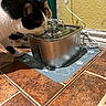cat, calico_cat, pet_fountain, water, paw_print_mat, brown_tile_floor, yellow_wall, power_cord, indoor, pet, animal, drinking, fur, curious, close_up, floor, domestic, household, side_view, mammal