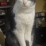 Panini is registered to the contest to win money with this photo: cat, black_and_white, sitting, couch, indoor, pet, animal, feline, curious, green_eyes, whiskers, ears, fur, domestic_cat, household, furniture, shelf, picture_frame, carpet, cozy