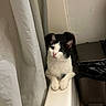 Panini joined the competition — help win amazing prizes! cat, black_and_white, bathtub, curious, indoor, pet, feline, curtain, trash_bin, paws, white, floor, tile, animal, domestic, looking, resting, clean, quiet, home
