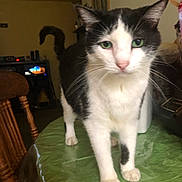 Panini is registered to the contest to win money with this photo: cat, black_and_white, indoor, table, tablecloth, wooden_chair, pet, feline, curious, walking, green, domestic_animal, fur, whiskers, ears, tail, closeup, household, animal, room