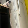 Panini is registered to the contest to win money with this photo: cat, black_and_white, curious, kitchen, refrigerator, yellow_wall, countertop, indoor, pet, feline, animal, looking_up, collar, domestic, home, wall, appliance, furniture, resting, closeup