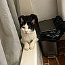 Panini is registered to the contest to win money with this photo: cat, black_and_white, bathtub, bathroom, trash_can, curtains, tile_floor, pet, domestic_animal, fur, whiskers, paws, indoor, feline, curious, resting, edge, animal, household, quiet