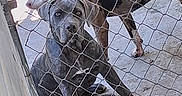 River Faith is registered to the contest to win money with this photo: dog, fence, wire_fence, concrete_floor, outdoor, pet, animal, alert, sitting, standing, warning_sign, metal, chain_link, two_dogs, guard_dog, brown_dog, gray_dog, cage, close_up, daylight