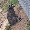 River Faith is registered to the contest to win money with this photo: dog, gray_dog, fence, chain_link_fence, outdoor, grass, dirt, wall, pet, animal, sitting, looking_back, curious, canine, yard, daytime, nature, ground, backyard, lonely