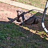 River Faith is registered to the contest to win money with this photo: dog, outdoor, grass, dirt, sunlight, shadow, resting, animal, pet, canine, nature, yard, daytime, relaxed, brown, ground, equipment, trailer, metal, fence